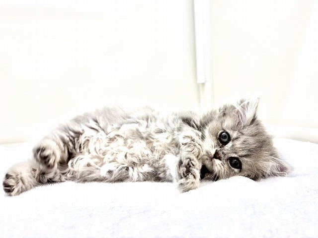 東京都のラガマフィン (かねだい本町田店/2025年11月24日生まれ/女の子/ブルータビー)の子猫の4枚目の画像