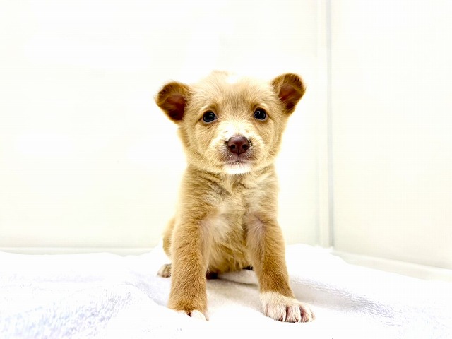 東京都のボーダーコリー (かねだい本町田店/2025年11月22日生まれ/男の子/レッドホワイト)の子犬の2枚目の画像