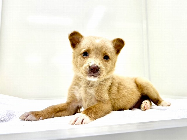 東京都のボーダーコリー (かねだい本町田店/2025年11月22日生まれ/男の子/レッドホワイト)の子犬の3枚目の画像