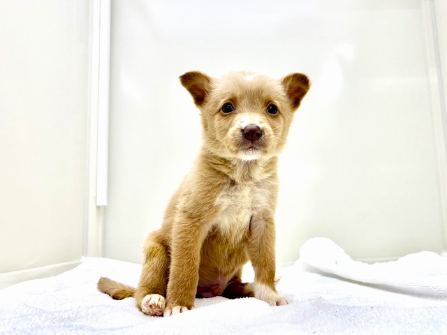 東京都のボーダーコリー (かねだい本町田店/2025年11月22日生まれ/男の子/レッドホワイト)の子犬の4枚目の画像