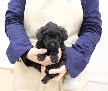 神奈川県のトイプードル(トイ) (かねだい伊勢原店/2025年11月21日生まれ/女の子/ブラック)の子犬