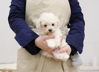 神奈川県のトイプードル(トイ) (かねだい伊勢原店/2025年11月20日生まれ/女の子/ホワイト)の子犬