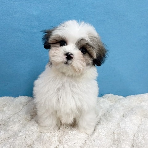 千葉県のハーフ犬・ミックス犬 (かねだい四街道店/2025年11月17日生まれ/女の子/ゴールドホワイト)の子犬の1枚目の画像