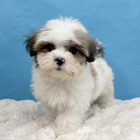 千葉県のハーフ犬・ミックス犬 (かねだい四街道店/2025年11月17日生まれ/女の子/ゴールドホワイト)の子犬の2枚目の画像