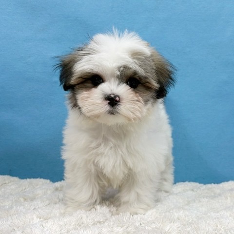 千葉県のハーフ犬・ミックス犬 (かねだい四街道店/2025年11月17日生まれ/女の子/ゴールドホワイト)の子犬の3枚目の画像