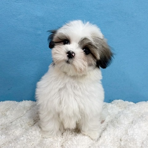 千葉県のハーフ犬・ミックス犬 (かねだい四街道店/2025年11月17日生まれ/女の子/ゴールドホワイト)の子犬の4枚目の画像