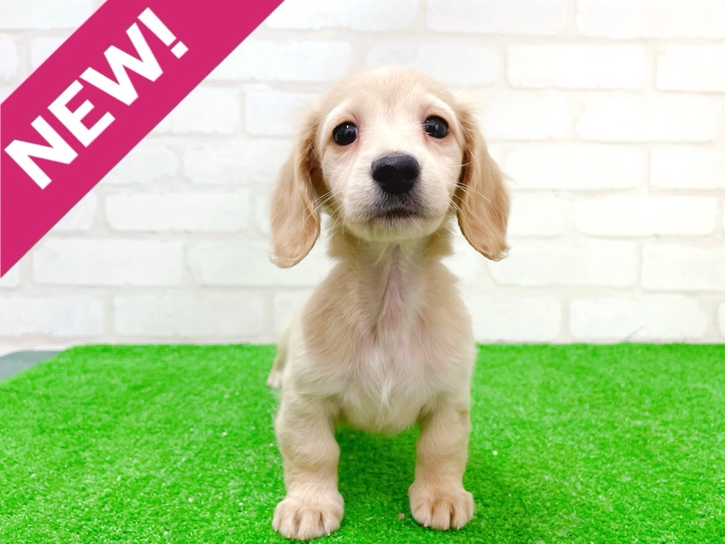 東京都のミニチュアダックスフンド(ロング) (かねだい立川店/2025年11月20日生まれ/女の子/イエロー)の子犬の1枚目の画像