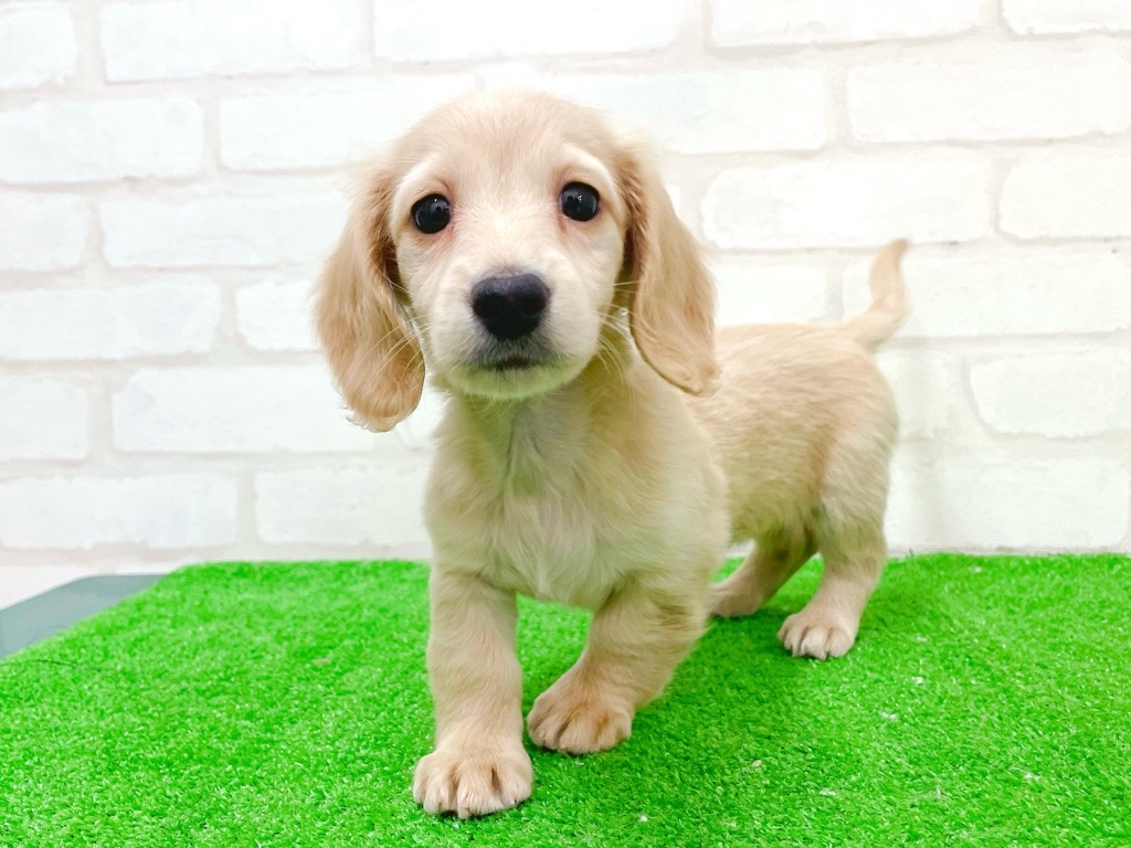 東京都のミニチュアダックスフンド(ロング) (かねだい立川店/2025年11月20日生まれ/女の子/イエロー)の子犬の3枚目の画像