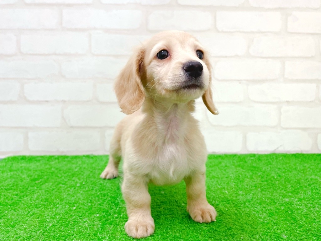 東京都のミニチュアダックスフンド(ロング) (かねだい立川店/2025年11月20日生まれ/女の子/イエロー)の子犬の4枚目の画像