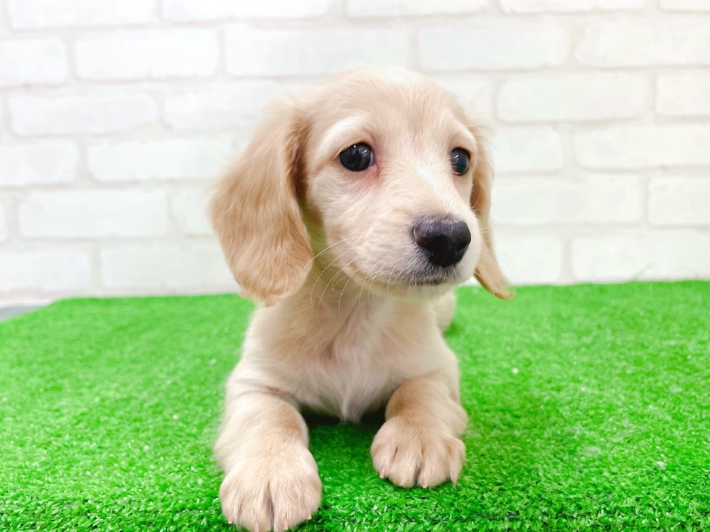 東京都のミニチュアダックスフンド(ロング) (かねだい立川店/2025年11月20日生まれ/女の子/イエロー)の子犬の4枚目の画像