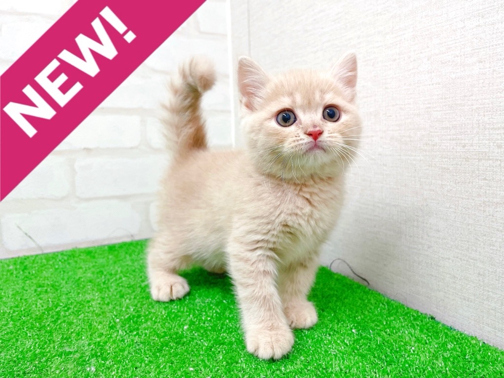 東京都のマンチカン (かねだい立川店/2025年11月21日生まれ/男の子/クリームタビー)の子猫の1枚目の画像