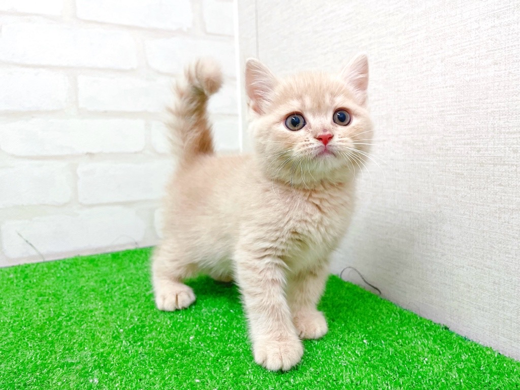 東京都のマンチカン (かねだい立川店/2025年11月21日生まれ/男の子/クリームタビー)の子猫の2枚目の画像