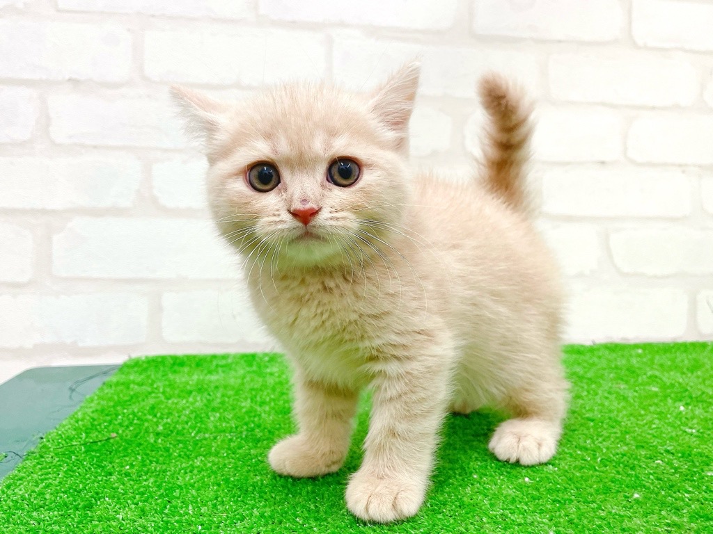 東京都のマンチカン (かねだい立川店/2025年11月21日生まれ/男の子/クリームタビー)の子猫の3枚目の画像