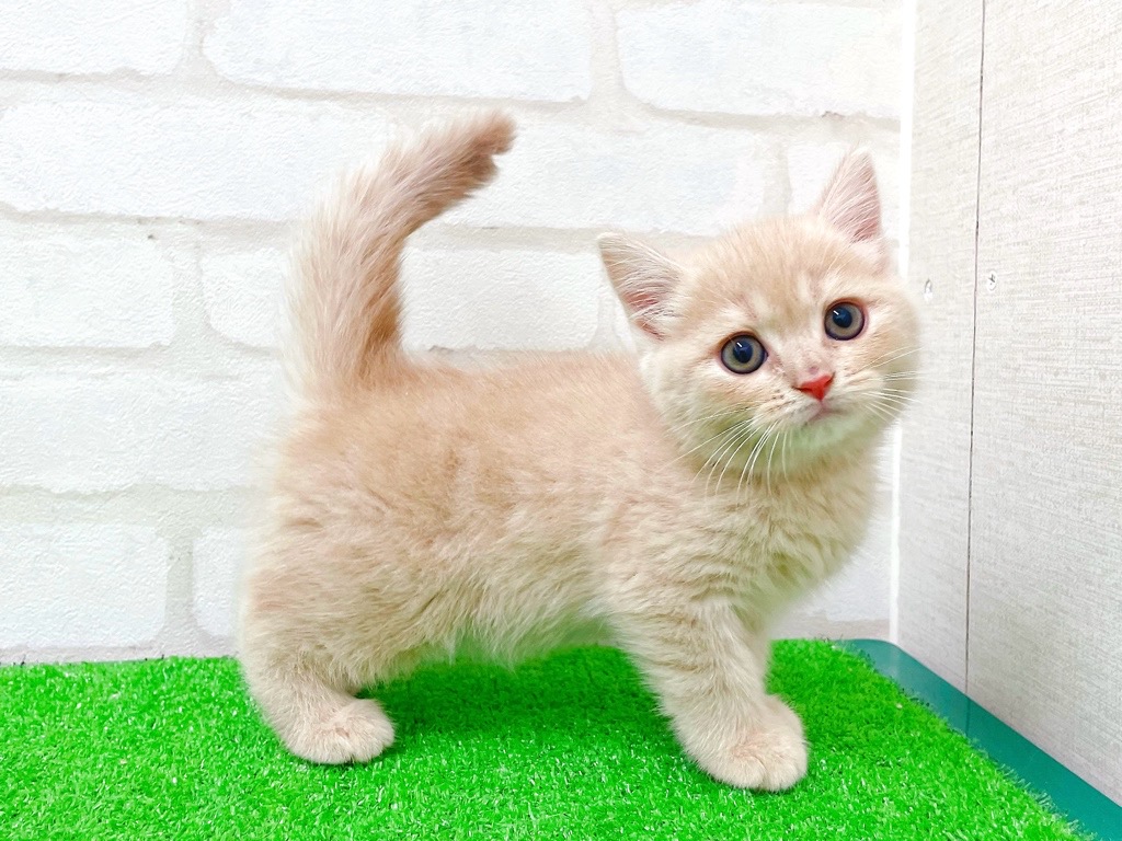 東京都のマンチカン (かねだい立川店/2025年11月21日生まれ/男の子/クリームタビー)の子猫の4枚目の画像