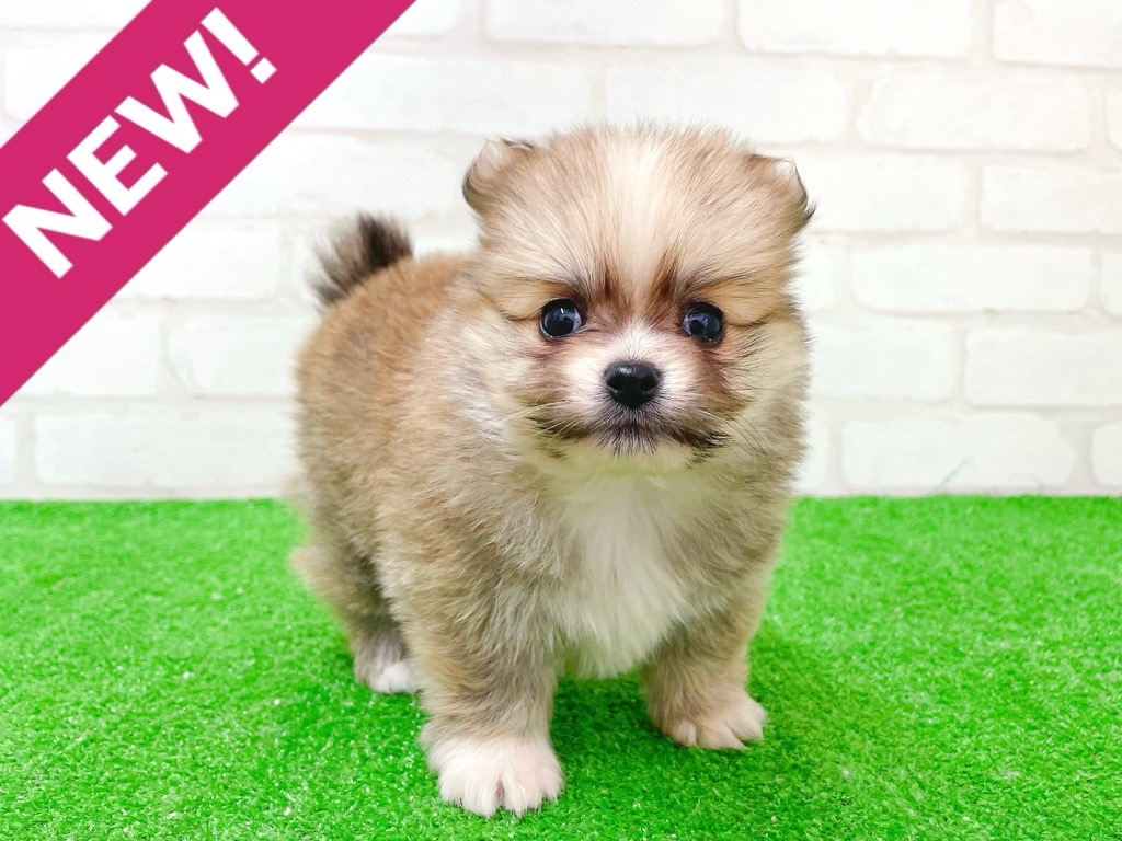 東京都のポメチワ/チワポメ/ポメチー(ポメラニアン×チワワ) (かねだい立川店/2025年11月21日生まれ/男の子/フォーンホワイト)の子犬の1枚目の画像