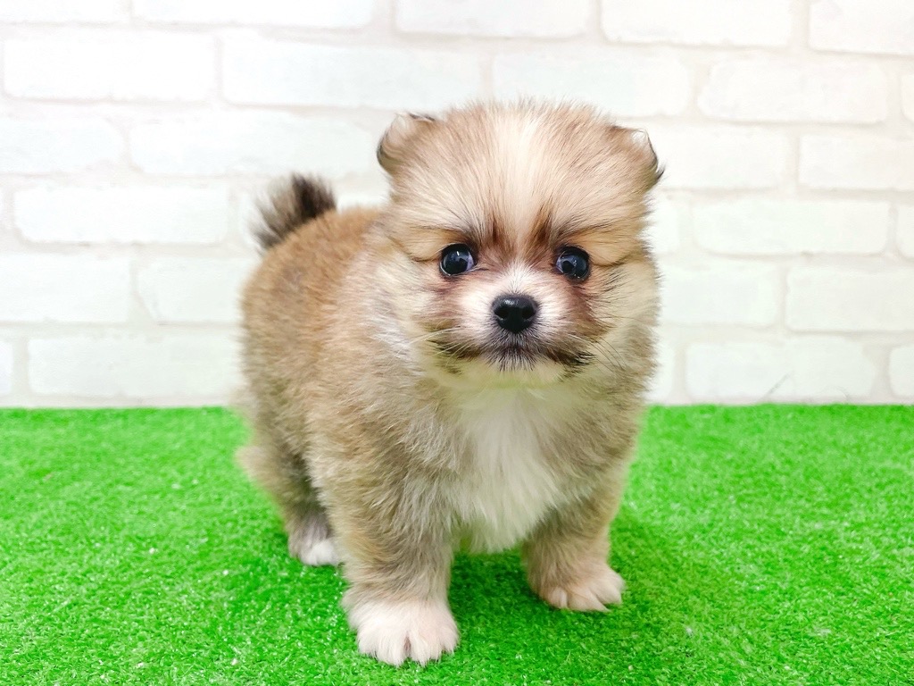 東京都のポメチワ/チワポメ/ポメチー(ポメラニアン×チワワ) (かねだい立川店/2025年11月21日生まれ/男の子/フォーンホワイト)の子犬の2枚目の画像