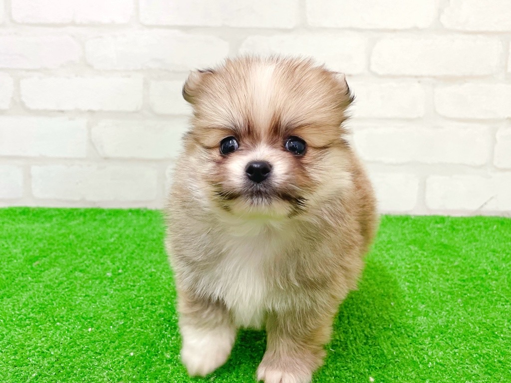 東京都のポメチワ/チワポメ/ポメチー(ポメラニアン×チワワ) (かねだい立川店/2025年11月21日生まれ/男の子/フォーンホワイト)の子犬の3枚目の画像