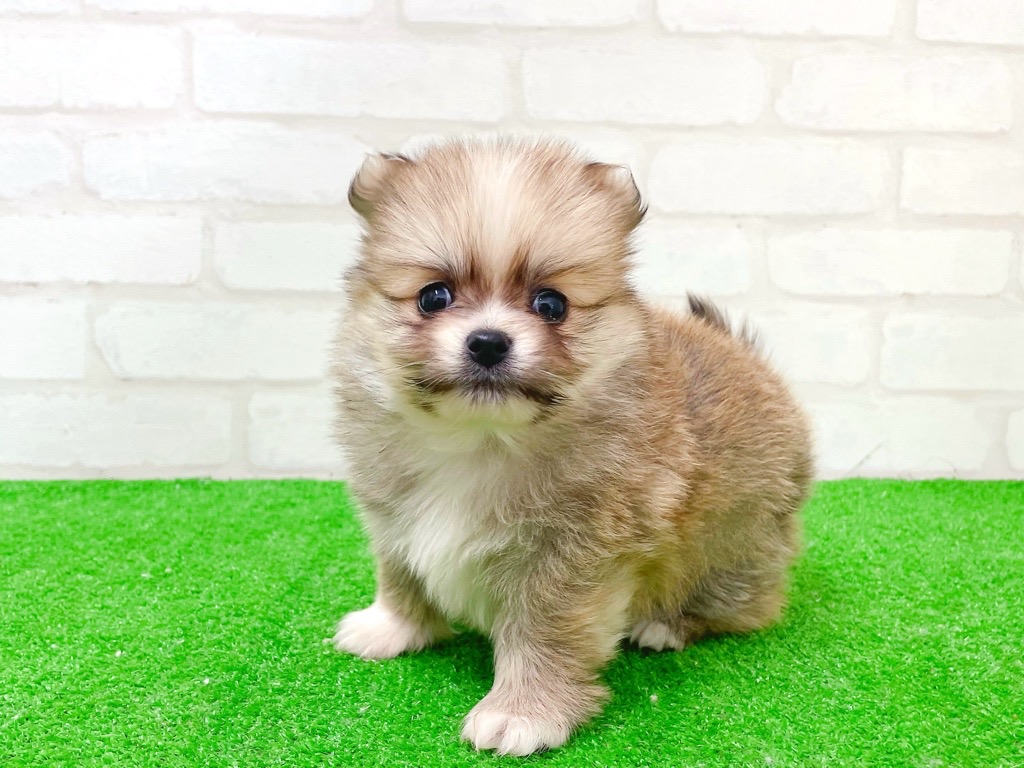 東京都のポメチワ/チワポメ/ポメチー(ポメラニアン×チワワ) (かねだい立川店/2025年11月21日生まれ/男の子/フォーンホワイト)の子犬の4枚目の画像