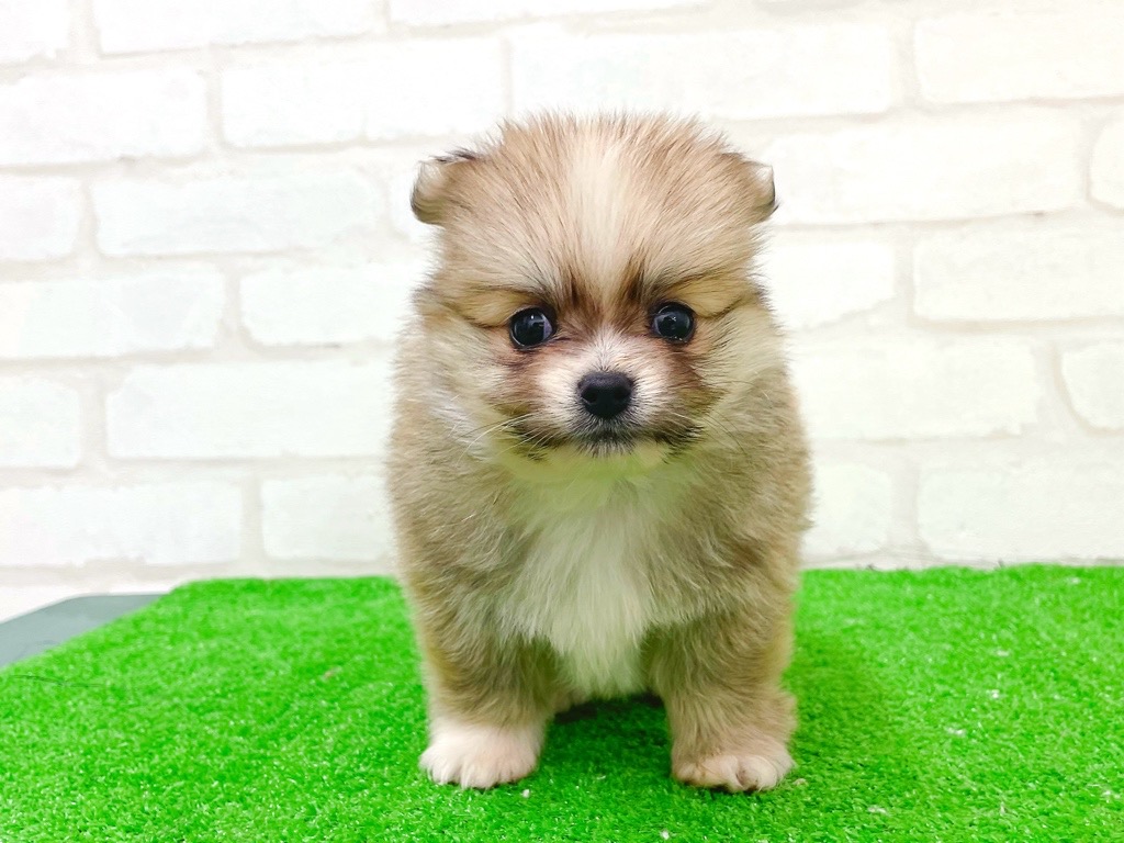 東京都のポメチワ/チワポメ/ポメチー(ポメラニアン×チワワ) (かねだい立川店/2025年11月21日生まれ/男の子/フォーンホワイト)の子犬の4枚目の画像