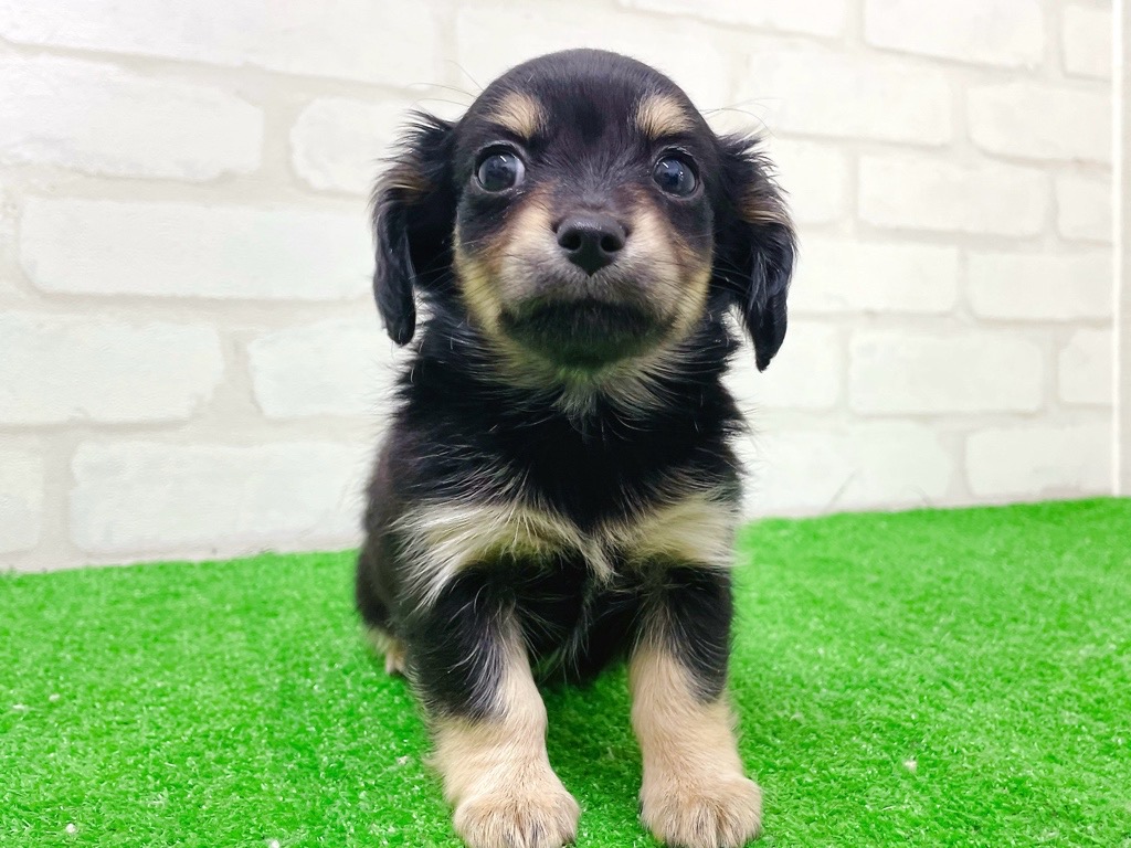 東京都のチワックス(チワワ×ダックス) (かねだい立川店/2025年11月22日生まれ/女の子/ブラックタン)の子犬の2枚目の画像