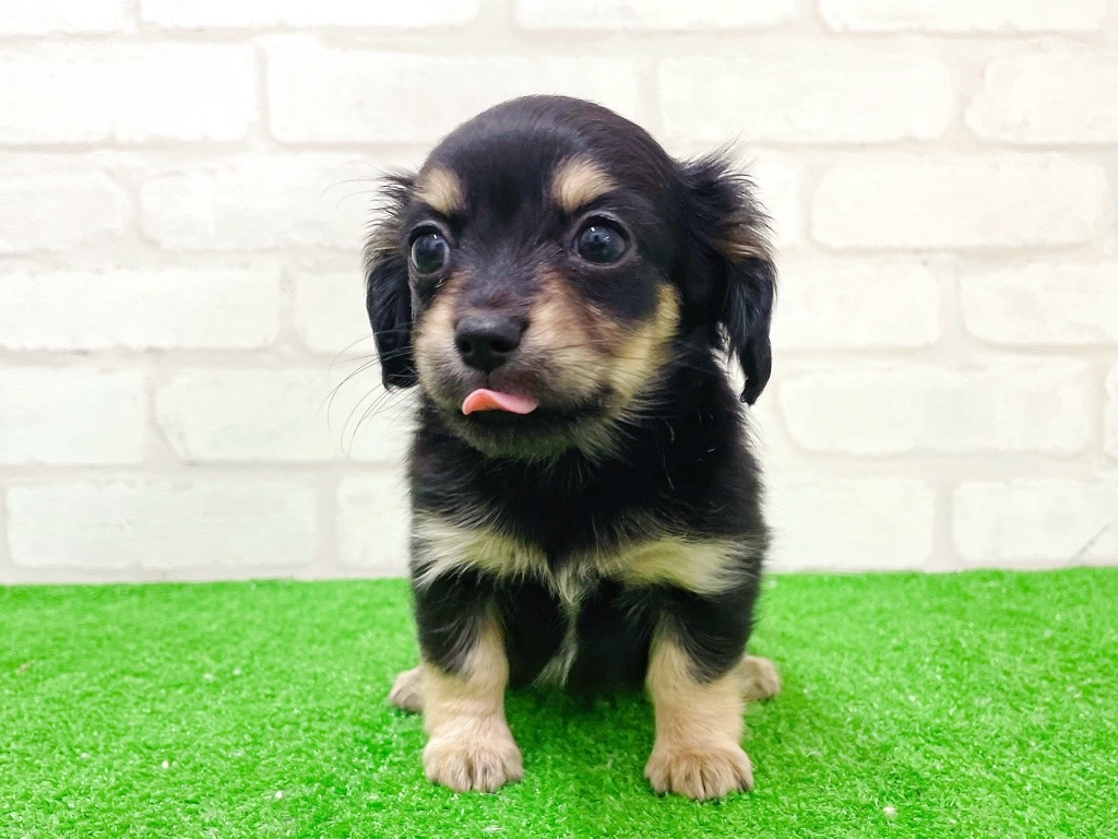 東京都のチワックス(チワワ×ダックス) (かねだい立川店/2025年11月22日生まれ/女の子/ブラックタン)の子犬の3枚目の画像