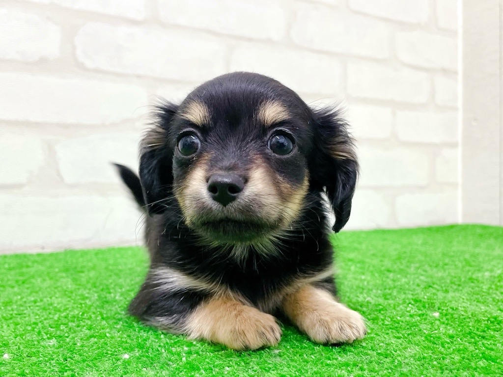 東京都のチワックス(チワワ×ダックス) (かねだい立川店/2025年11月22日生まれ/女の子/ブラックタン)の子犬の4枚目の画像