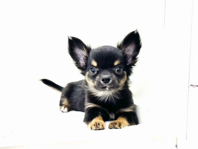 東京都のチワワ(ロング) (かねだい本町田店/2025年11月17日生まれ/男の子/ブラックタン)の子犬の1枚目の画像