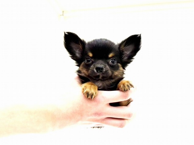 東京都のチワワ(ロング) (かねだい本町田店/2025年11月17日生まれ/男の子/ブラックタン)の子犬の2枚目の画像