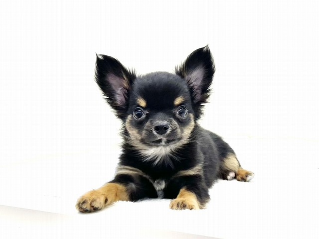 東京都のチワワ(ロング) (かねだい本町田店/2025年11月17日生まれ/男の子/ブラックタン)の子犬の3枚目の画像