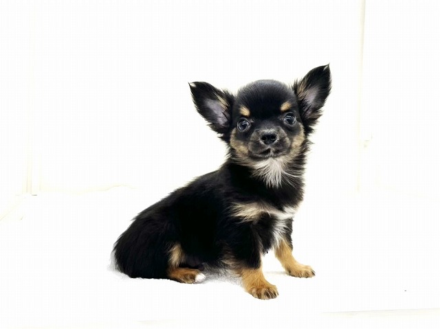 東京都のチワワ(ロング) (かねだい本町田店/2025年11月17日生まれ/男の子/ブラックタン)の子犬の4枚目の画像