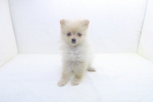 神奈川県のポメラニアン (かねだい海老名店/2025年11月20日生まれ/女の子/クリーム)の子犬