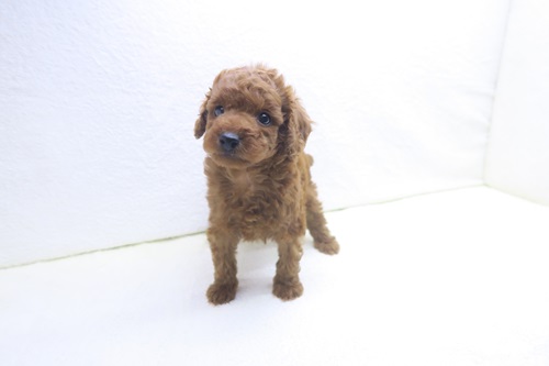 神奈川県のトイプードル(トイ) (かねだい海老名店/2025年11月21日生まれ/男の子/レッド)の子犬