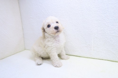 神奈川県のトイプードル(トイ) (かねだい海老名店/2025年11月23日生まれ/男の子/ホワイト)の子犬