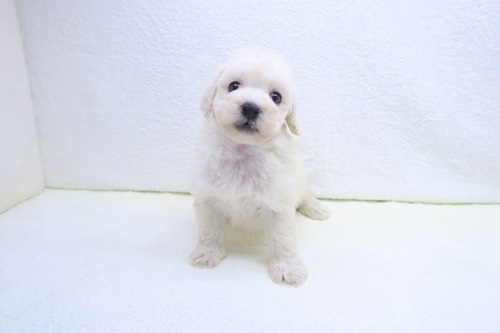 神奈川県のトイプードル(トイ) (かねだい海老名店/2025年11月23日生まれ/男の子/クリーム)の子犬