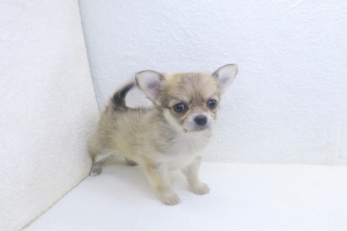 神奈川県のチワワ(ロング) (かねだい海老名店/2025年11月21日生まれ/女の子/フォーンホワイト)の子犬