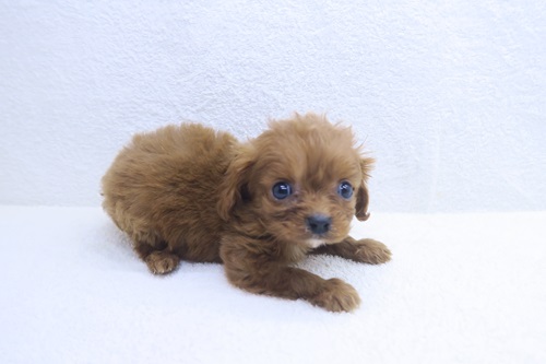 神奈川県のハーフ犬・ミックス犬 (かねだい海老名店/2025年11月23日生まれ/男の子/レッド)の子犬