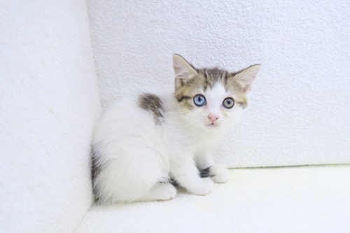 子猫の詳細情報 (神奈川県/2025年11月19日生まれ/男の子/ブラック