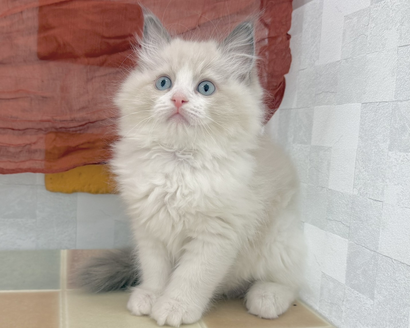 群馬県のラグドール (かねだいペットトライアル前橋/2025年11月8日生まれ/男の子/ブルーポイントバイカラー)の子猫の1枚目の画像