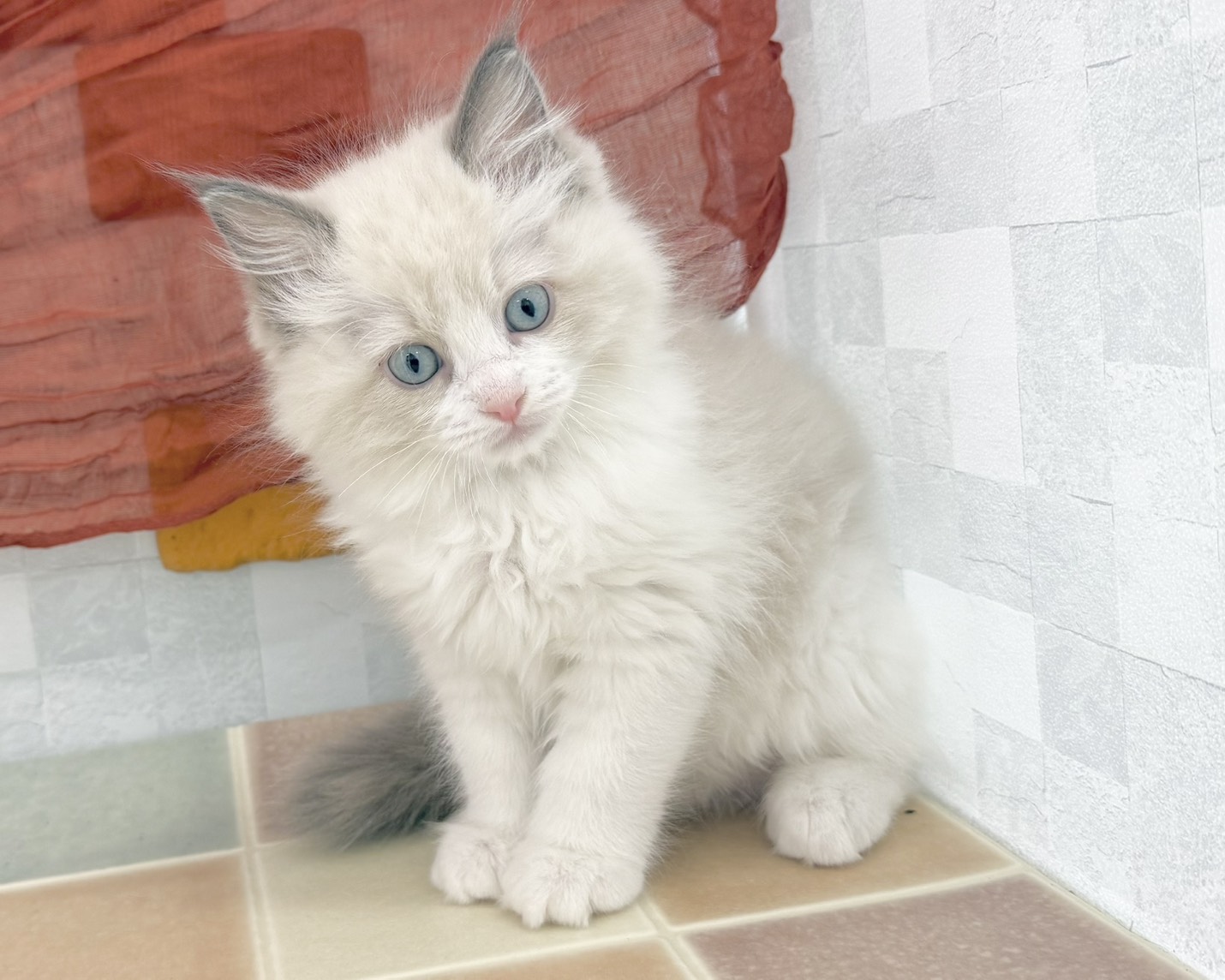 群馬県のラグドール (かねだいペットトライアル前橋/2025年11月8日生まれ/男の子/ブルーポイントバイカラー)の子猫の3枚目の画像