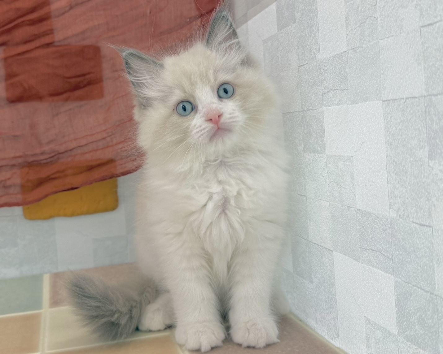 群馬県のラグドール (かねだいペットトライアル前橋/2025年11月8日生まれ/男の子/ブルーポイントバイカラー)の子猫の2枚目の画像