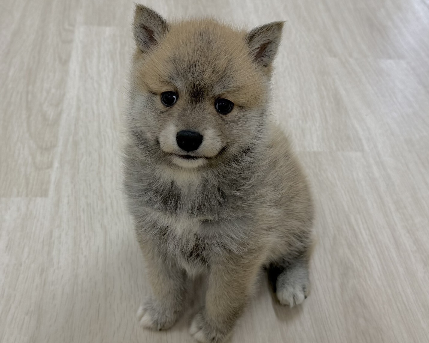 価格の安い柴犬 / ペットショップ【かねだい】