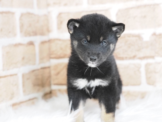 柴犬 02S-M01 / 02C-M01 – JEKCA-SHOP