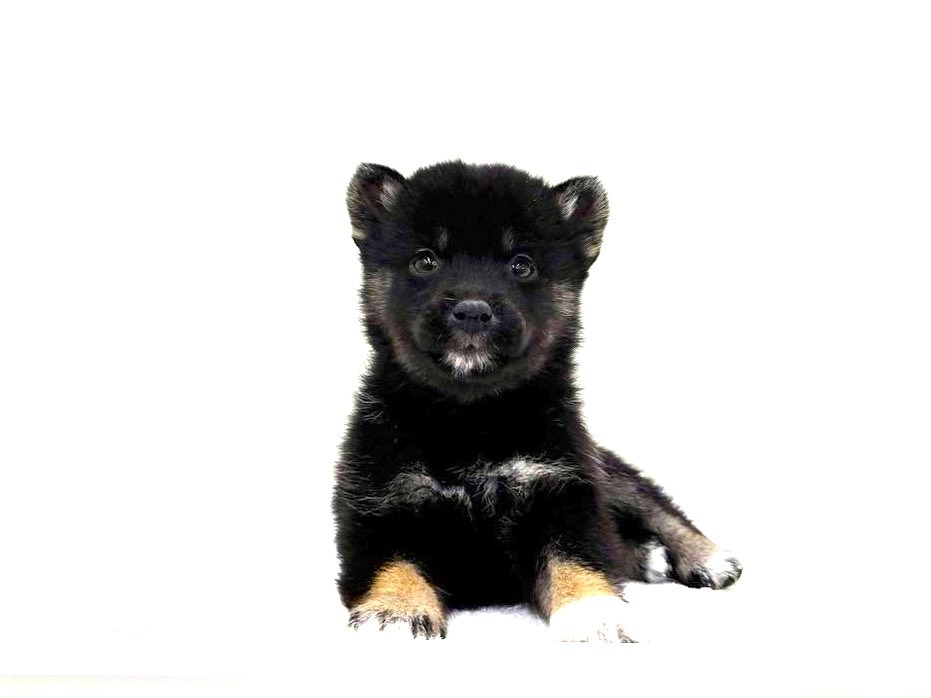 忠犬もちしば さくらもちBIGぬいぐるみ プライズの情報サイト キャラとる| エスケイジャパン
