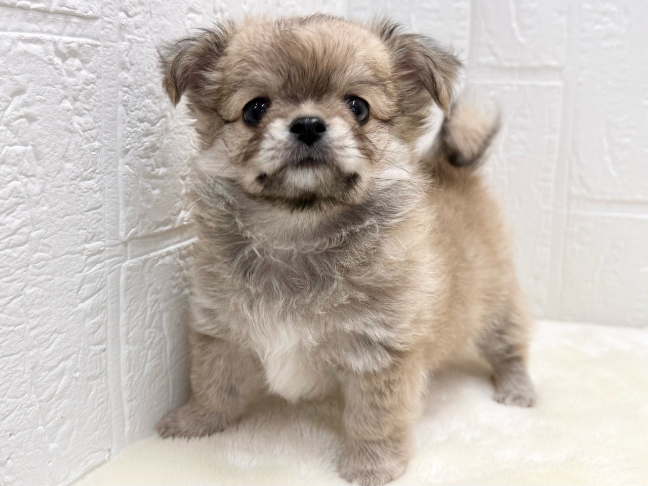 東京都のチワワ(ロング) (かねだい青梅店/2025年11月9日生まれ/男の子/フォーンホワイト)の子犬の1枚目の画像