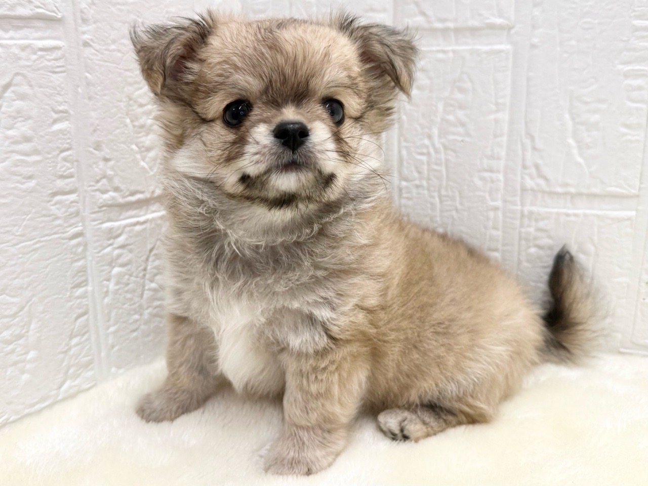 東京都のチワワ(ロング) (かねだい青梅店/2025年11月9日生まれ/男の子/フォーンホワイト)の子犬の2枚目の画像