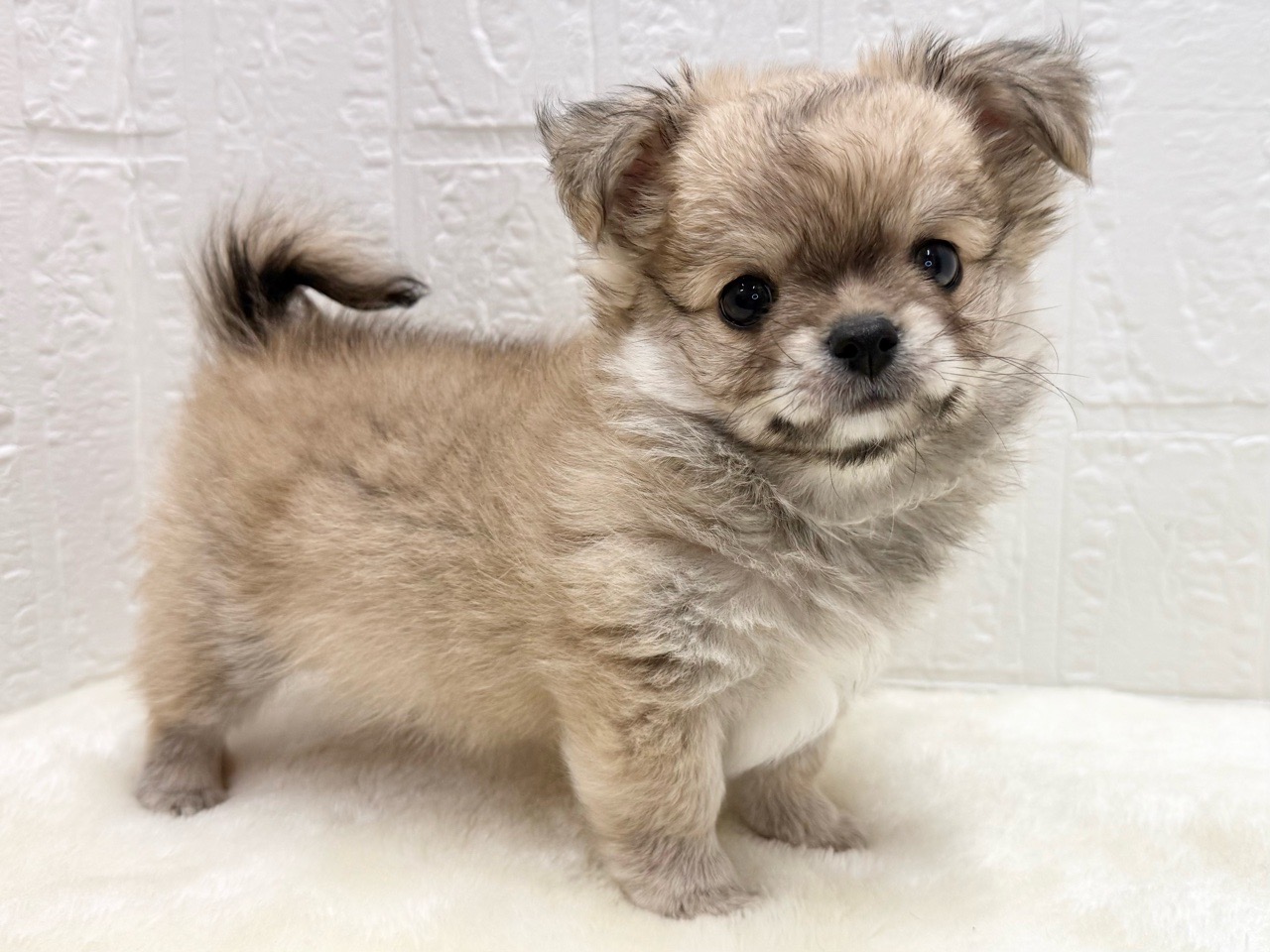 東京都のチワワ(ロング) (かねだい青梅店/2025年11月9日生まれ/男の子/フォーンホワイト)の子犬の3枚目の画像