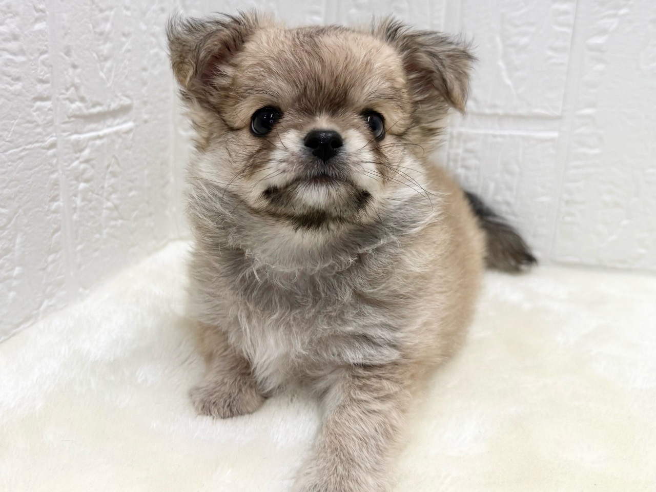 東京都のチワワ(ロング) (かねだい青梅店/2025年11月9日生まれ/男の子/フォーンホワイト)の子犬の4枚目の画像