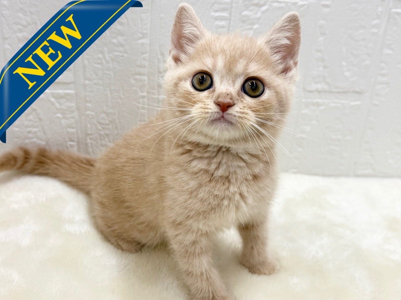 東京都のマンチカン (かねだい青梅店/2025年11月21日生まれ/男の子/クリームタビー)の子猫の1枚目の画像