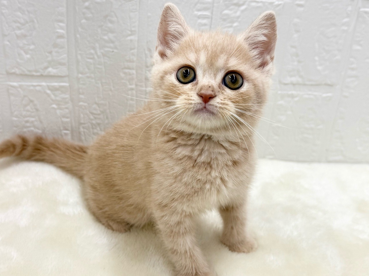 東京都のマンチカン (かねだい青梅店/2025年11月21日生まれ/男の子/クリームタビー)の子猫の2枚目の画像