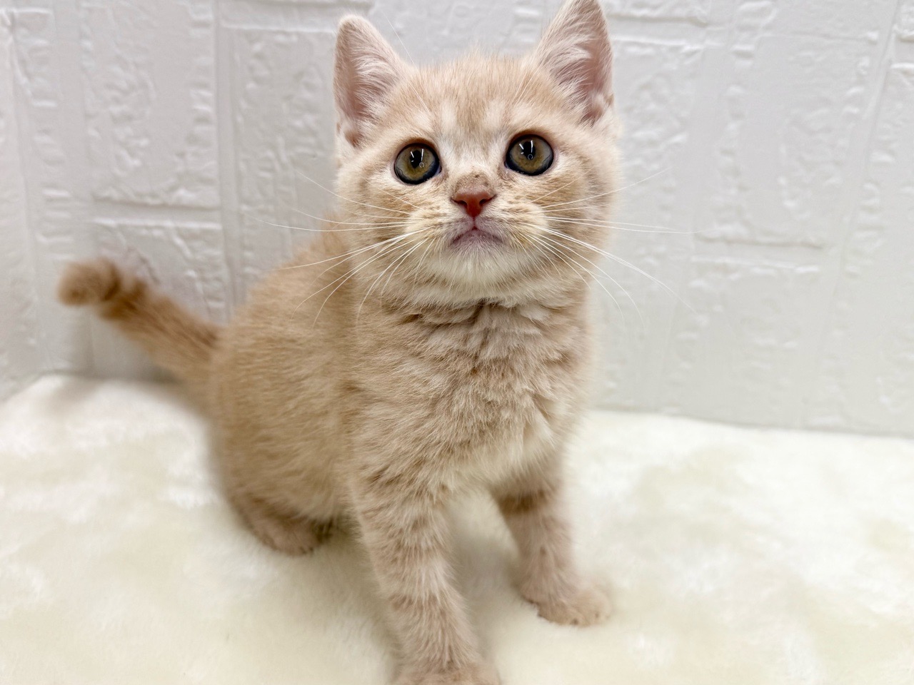 東京都のマンチカン (かねだい青梅店/2025年11月21日生まれ/男の子/クリームタビー)の子猫の3枚目の画像